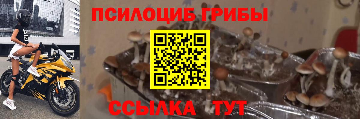 Галлюциногенные грибы Magic Shrooms  Пятигорск 